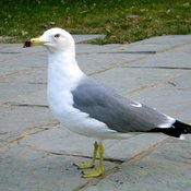 Black-tailed Gull
